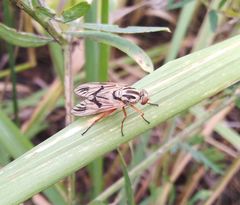 Arthropeas
