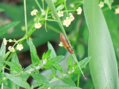 Ludioschema vittiger