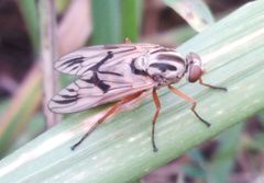 Arthropeas