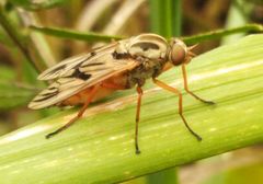 Arthropeas
