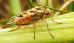 Arthropeas