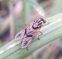 Arthropeas
