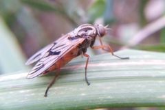 Arthropeas