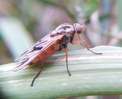Arthropeas