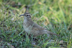 Upucerthia dumetaria