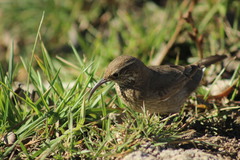 Upucerthia dumetaria