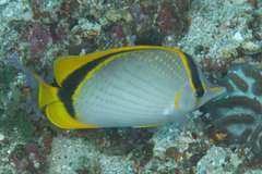 Chaetodon selene
