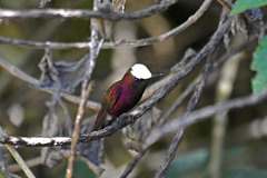 Microchera albocoronata