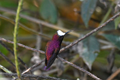 Microchera albocoronata