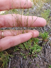 Muhlenbergia filiformis