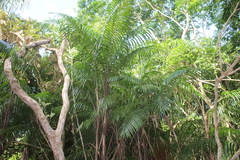 Bactris major