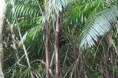 Bactris major