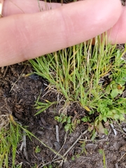 Muhlenbergia filiformis