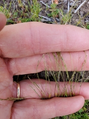 Muhlenbergia filiformis