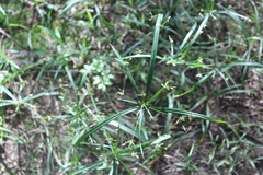 Cyperus laxus