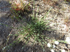 Pectocarya penicillata