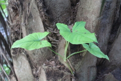Syngonium sagittatum