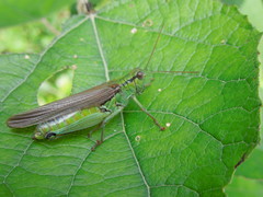 Ognevia longipennis
