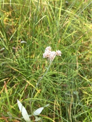 Antennaria pulcherrima