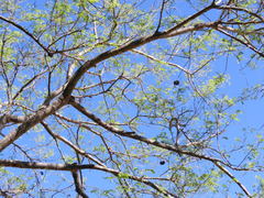 Enterolobium contortisiliquum