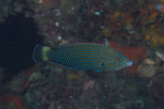Anampses caeruleopunctatus