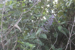 Trichospermum galeottii