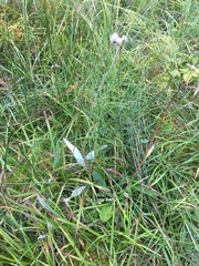 Antennaria pulcherrima
