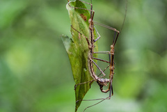 Neohirasea catbaensis