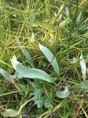 Antennaria pulcherrima