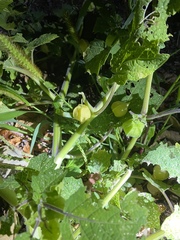Physalis grisea