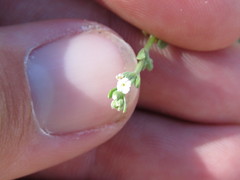 Pectocarya penicillata
