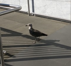 Larus dominicanus dominicanus