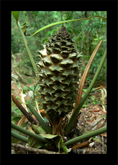 Ceratozamia