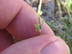 Pectocarya penicillata