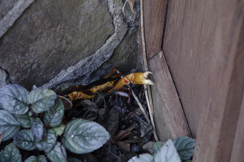 Guinotia dentata
