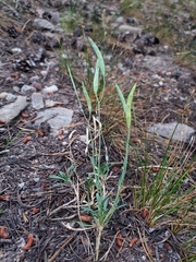 Boechera platysperma