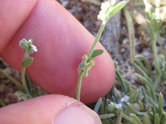 Pectocarya penicillata