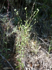 Cryptantha torreyana