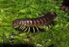 Thrinaphe hargeri