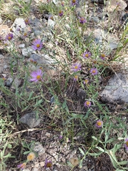Erigeron breweri