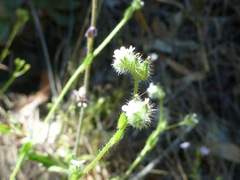 Cryptantha torreyana