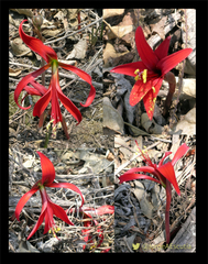 Sprekelia formosissima
