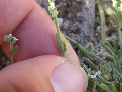 Pectocarya penicillata
