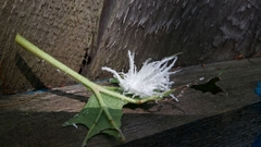 Eriocampa