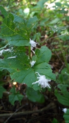 Eriocampa