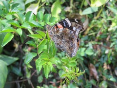 Vanessa indica indica