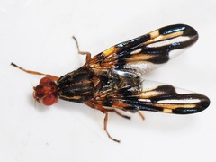 Idana marginata