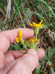 Arnica nevadensis