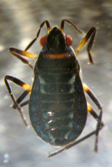 Microvelia pulchella