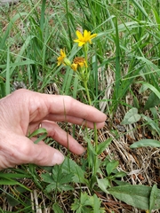 Arnica nevadensis